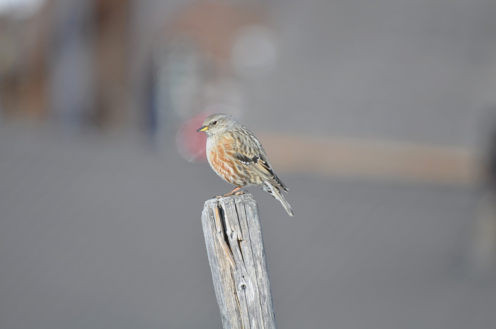 conférence sur la biodiversité et le rôle des oiseaux